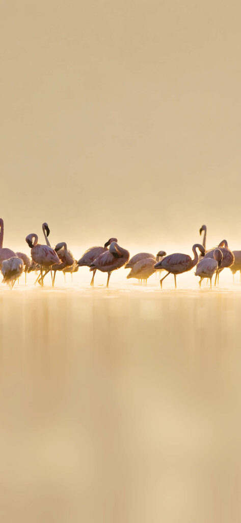 Tranquil Flamingo Wallpaper: Elegant Birds in Golden Water