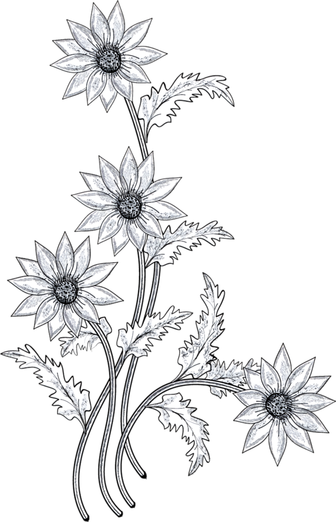Elegant Floral Sketch Art Wallpaper - Detailed Design for Any Space