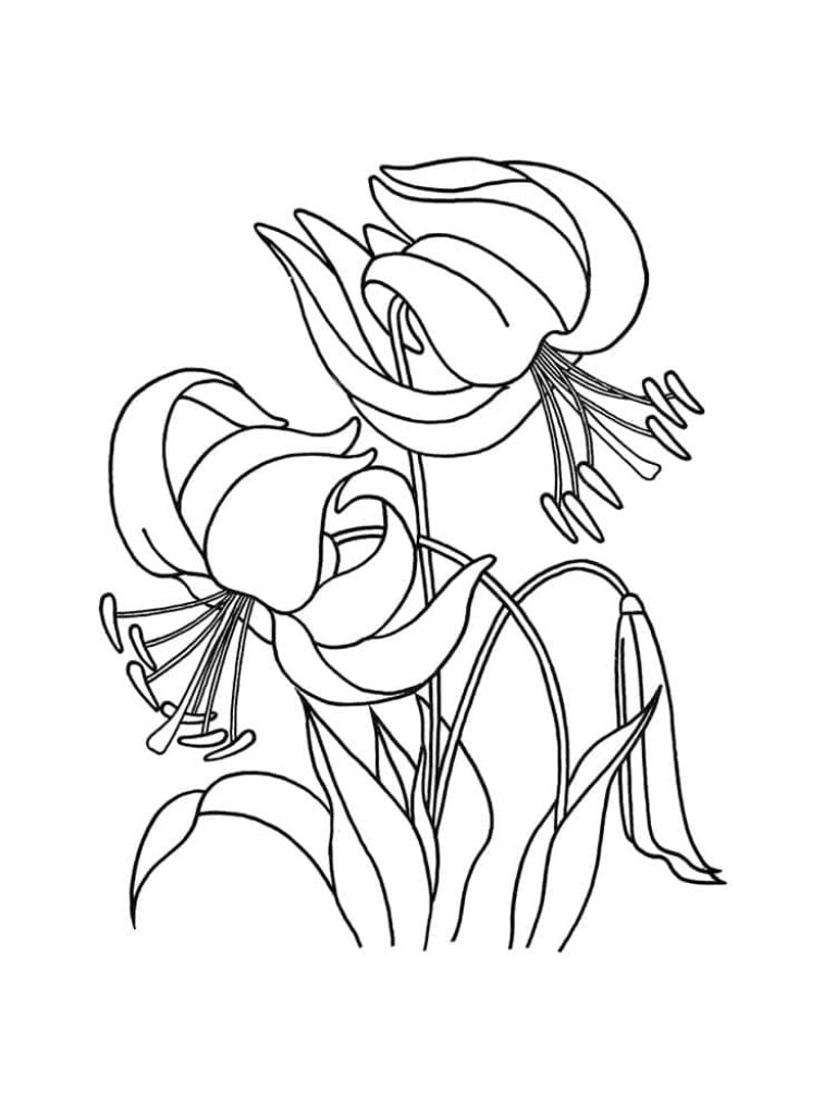 Elegant Flower Line Drawing Wallpaper for Coloring Enthusiasts