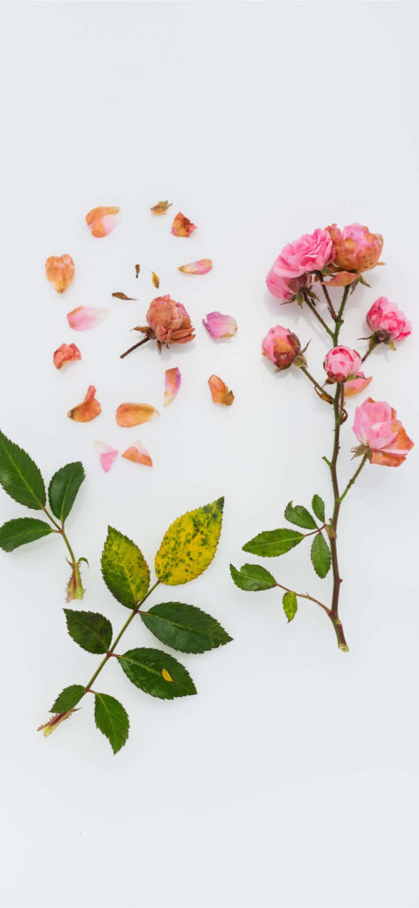 Elegant Floral Wallpaper: Pink Roses & Green Leaves on Light Background