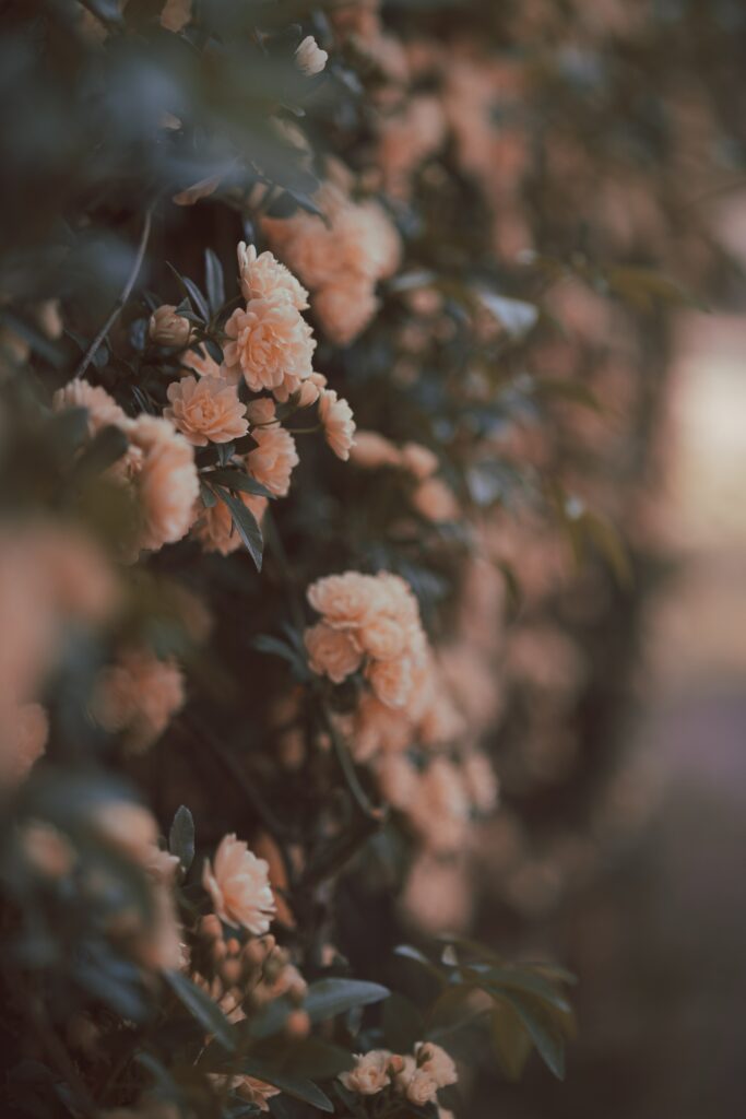 Serene Rose Bush Wallpaper: Elegant Floral Background for Calm Spaces
