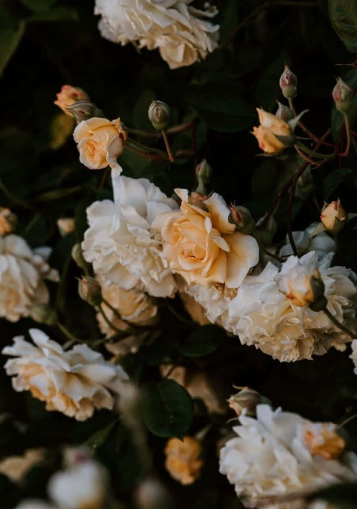 Elegant White & Peach Roses Wallpaper on Dark Lush Background