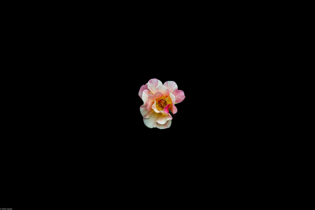 Elegant Flower Blooms on Black Background | Natural Beauty & Soft Colors Wallpaper