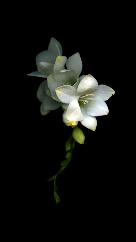 Elegant Flower Wallpaper: Delicate Bloom on Black Background
