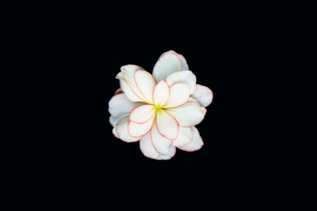 Elegant Flower Wallpaper: Minimalist Design on Black Background