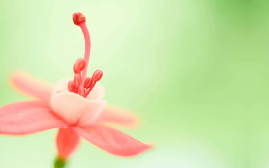Elegant Flower Wallpaper: Serene Green Background for Calming Decor