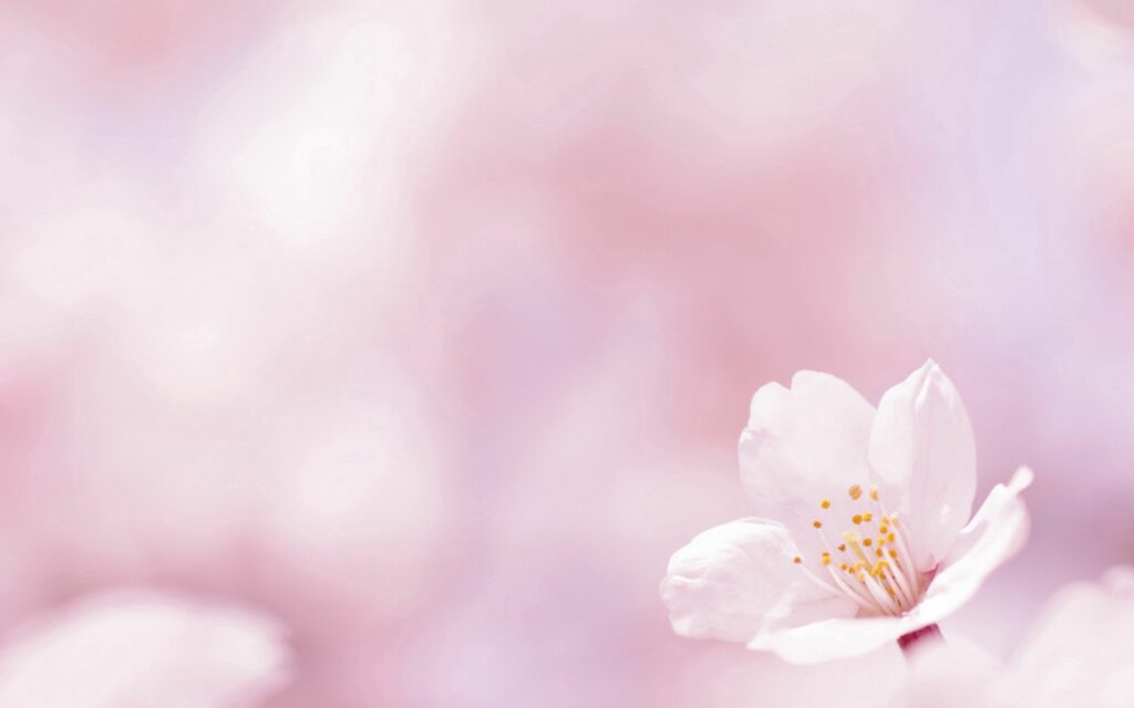 Elegant Floral Wallpaper: Delicate Bloom with Glowing Spring Ambiance