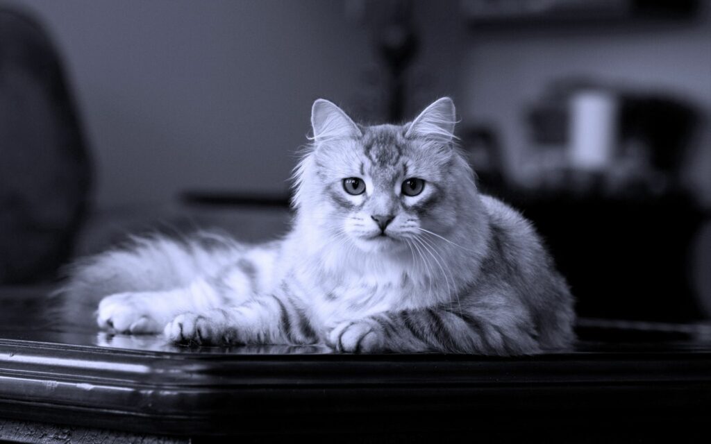 Elegant Fluffy Cat Wallpaper: Serene Monochrome Background