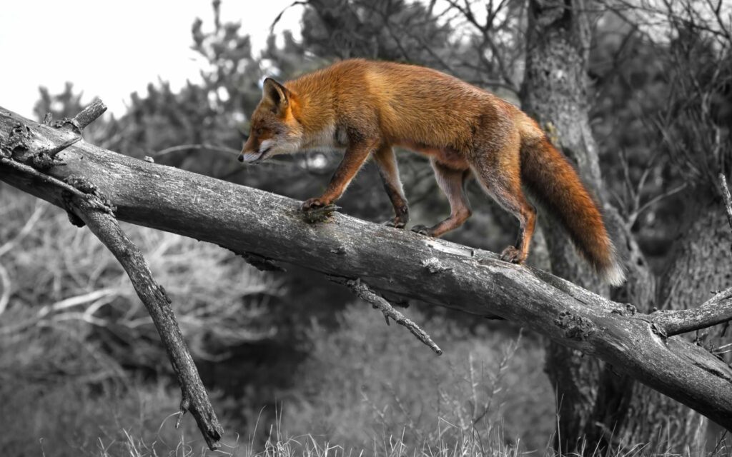 Elegant Fox Walking on Tree Trunk - Nature Wallpaper Background