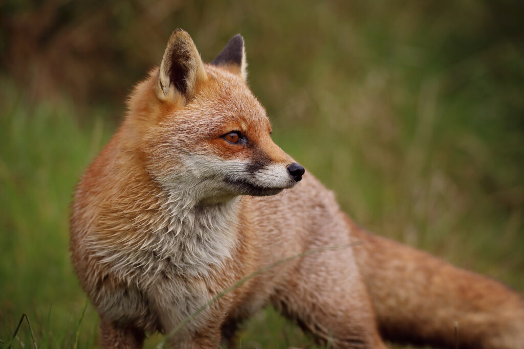 Elegant Fox Profile Wallpaper: Lush Green Background & Agile Hunter