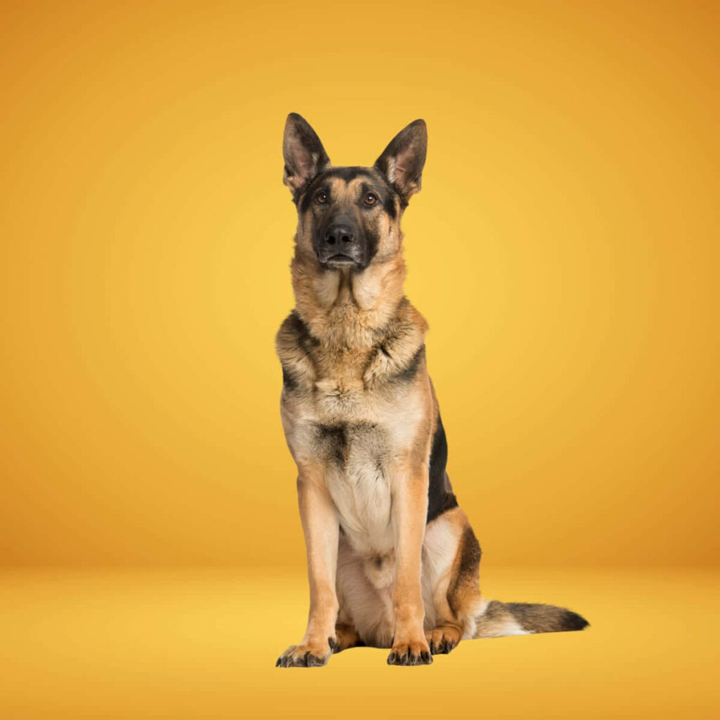 Elegant German Shepherd Wallpaper: Striking Image on Yellow Background