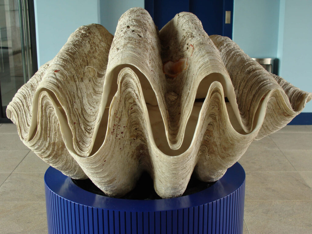 Close-up of giant clam shell wallpaper with intricate ridges in modern blue neutral interior design