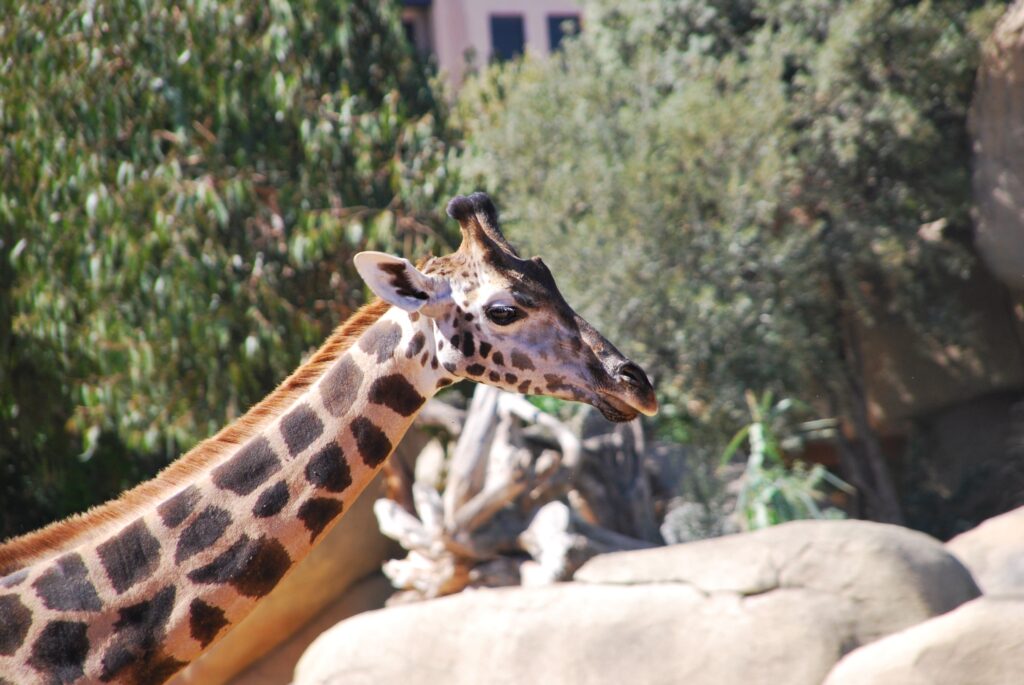 Close-Up Giraffe Face Wallpaper: Spotted Pattern in Nature