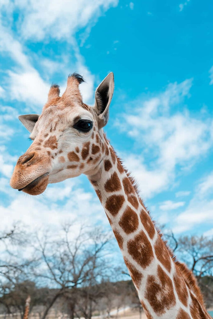 Elegant Giraffe Wallpaper: Majestic Blue Sky & Clouds Background