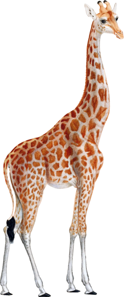 Elegant Giraffe on Transparent Background for Wildlife Design Wallpaper