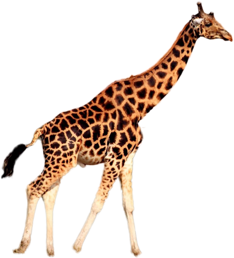 Elegant Giraffe Wallpaper: Distinctive Pattern on Transparent Background