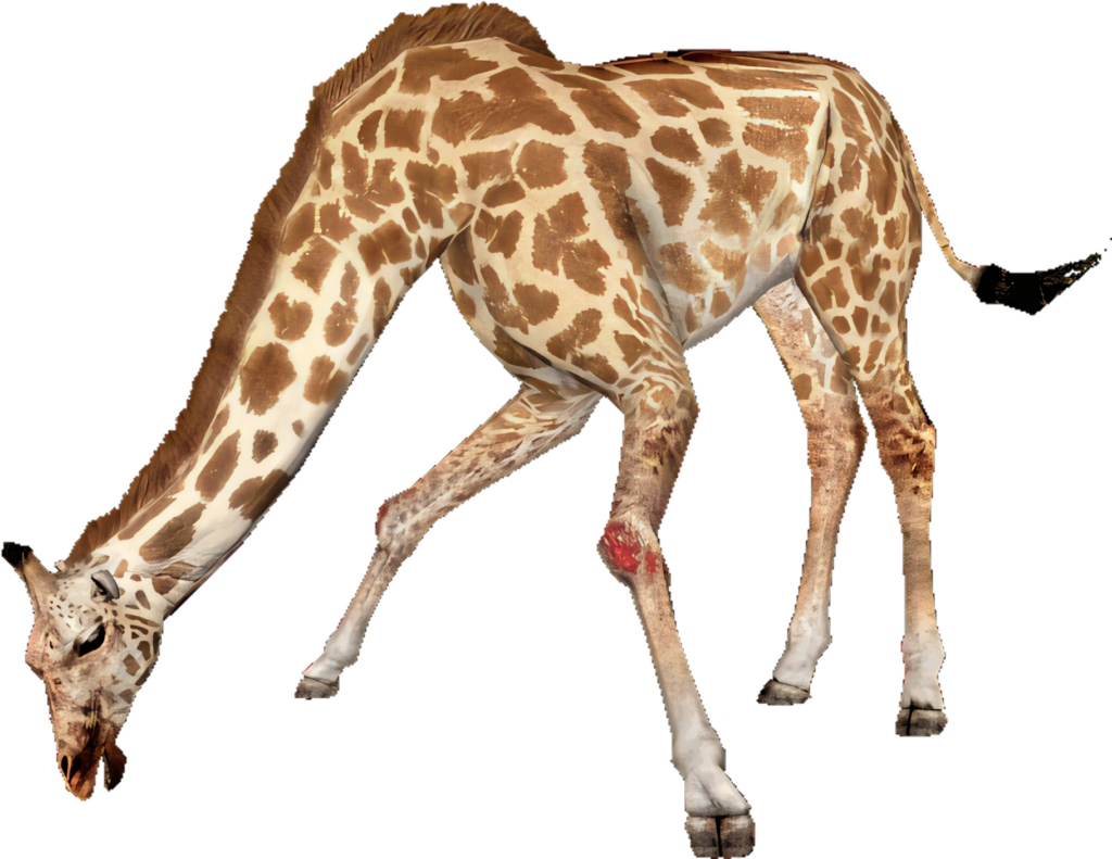 Elegant Giraffe Bending Down - Realistic Wallpaper with Transparent Background