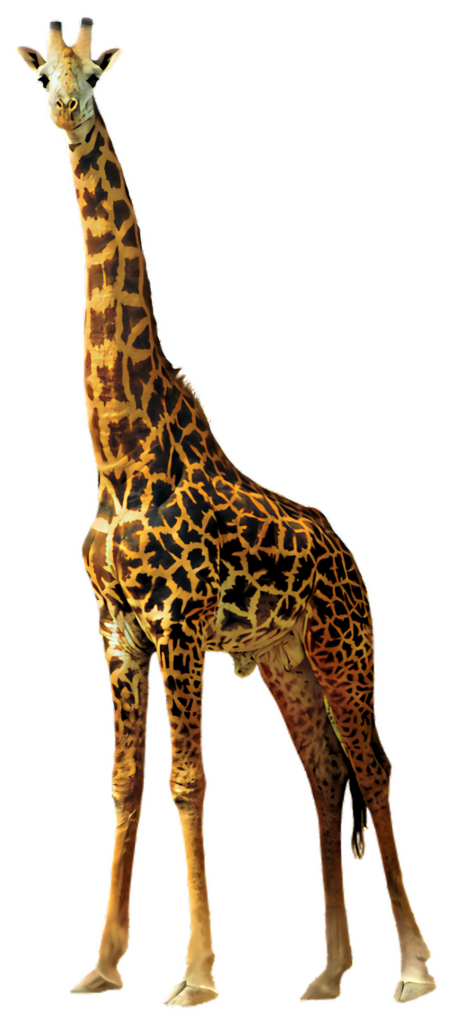 Elegant Giraffe Wallpaper: Tall, Spotted Beauty on Isolated Background