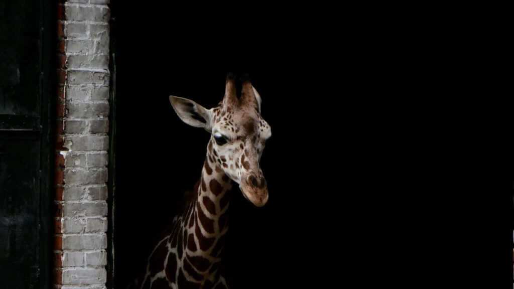Giraffe in Darkness: Elegant Wildlife Wallpaper with Minimalist Background