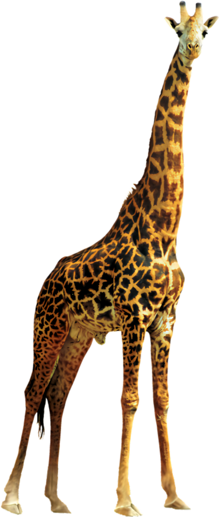 Elegant Giraffe Wallpaper: Tall Beauty on Clear Background