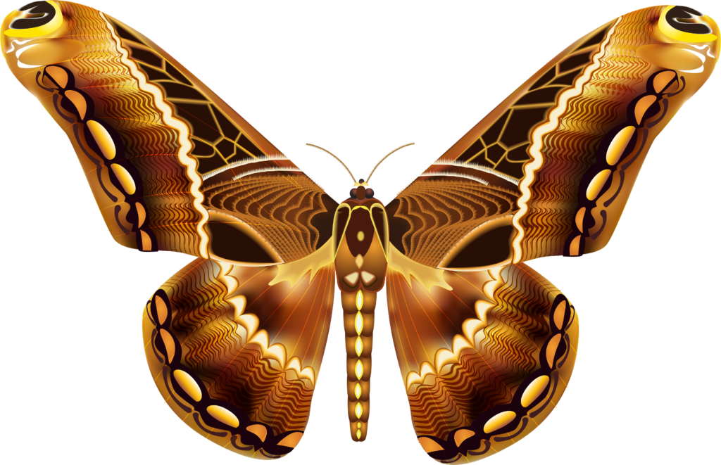 Elegant Golden Patterned Butterfly Wallpaper on Transparent Background