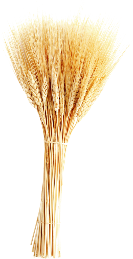 Golden Wheat Sheaf Wallpaper: Rustic Harvest Background Design