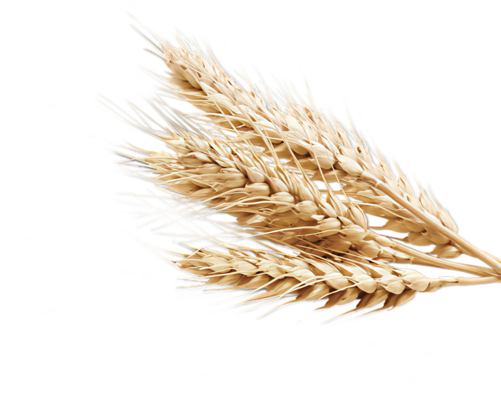 Elegant Golden Wheat Sheaves PNG Wallpaper for Rustic Designs