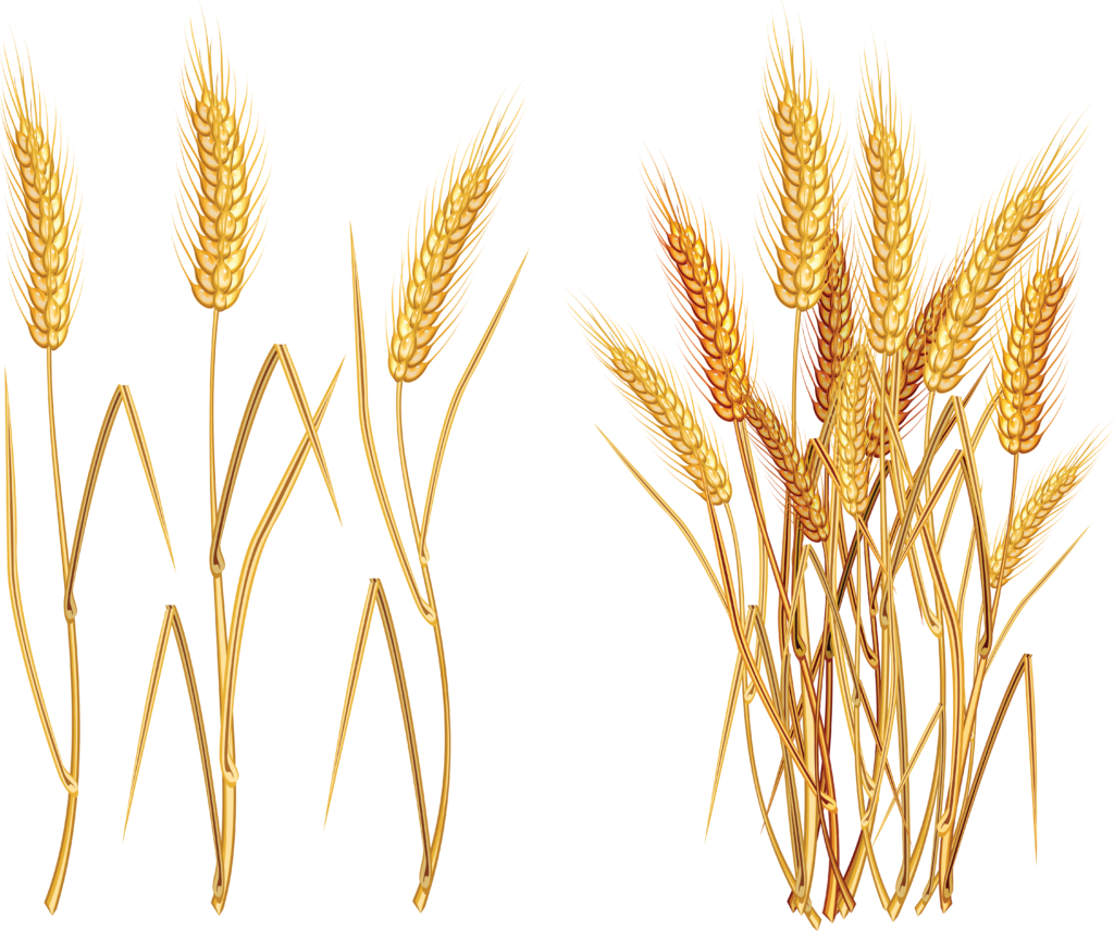 Elegant Golden Wheat Wallpaper - Vibrant PNG Background Design