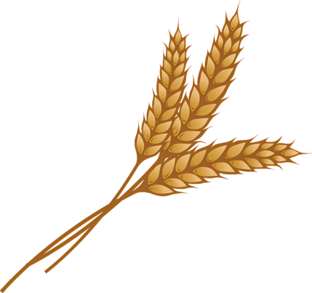 Elegant Golden Wheat Stems Wallpaper with Transparent Background