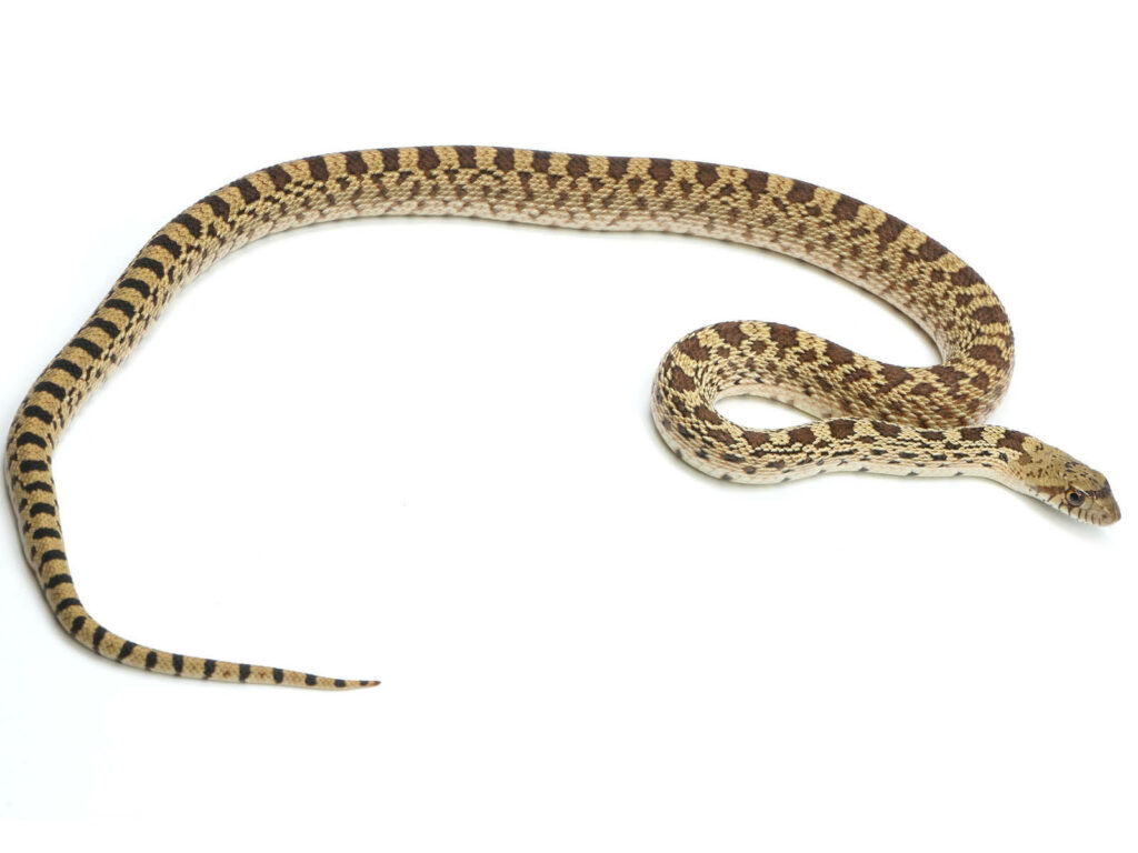 Gopher Snake Wallpaper: Elegant Patterns & Natural Beauty Background