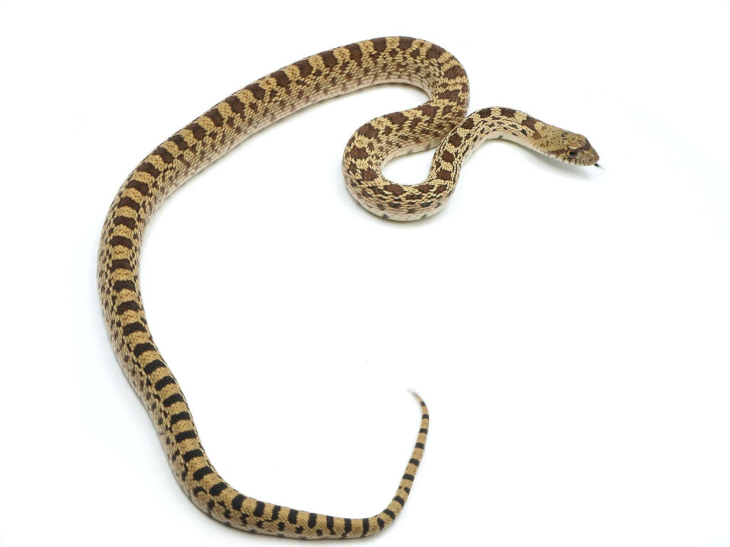 Gopher Snake Wallpaper: Elegant Scale Patterns on Clean Background