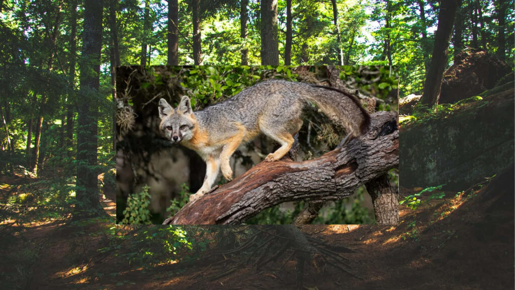 Gray Fox on Tree Branch in Lush Forest - Nature Wallpaper
