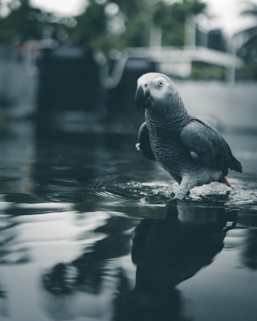 Serene Gray Parrot in Shallow Water - Detailed Feathers & Soft Focus Wallpaper