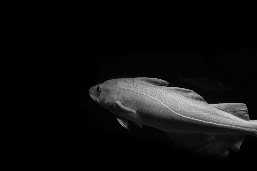 Minimalist Grayscale Cod Fish Wallpaper: Elegant Texture & Contrast