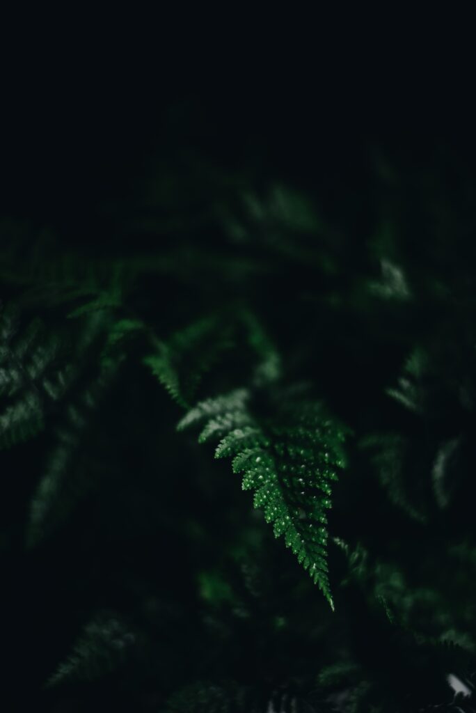 Elegant Dark Green Fern Wallpaper - Intricate and Serene Background