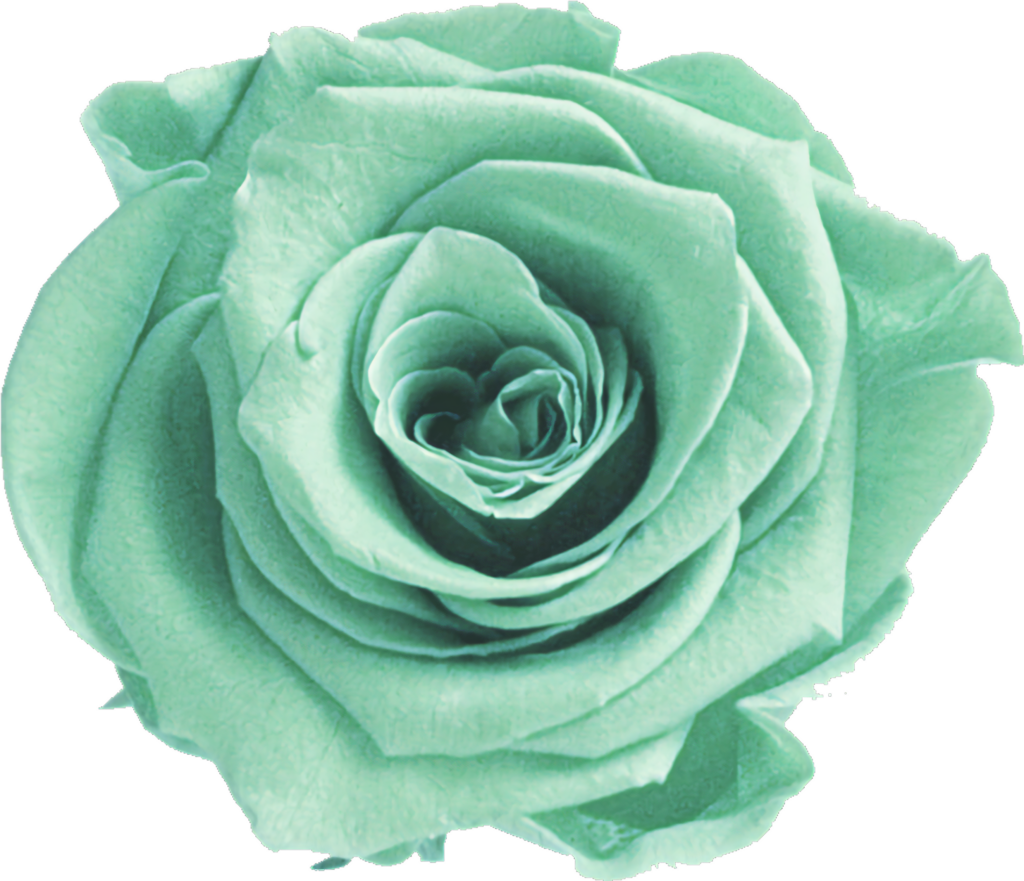 Elegant Green Rose Wallpaper on Transparent Background