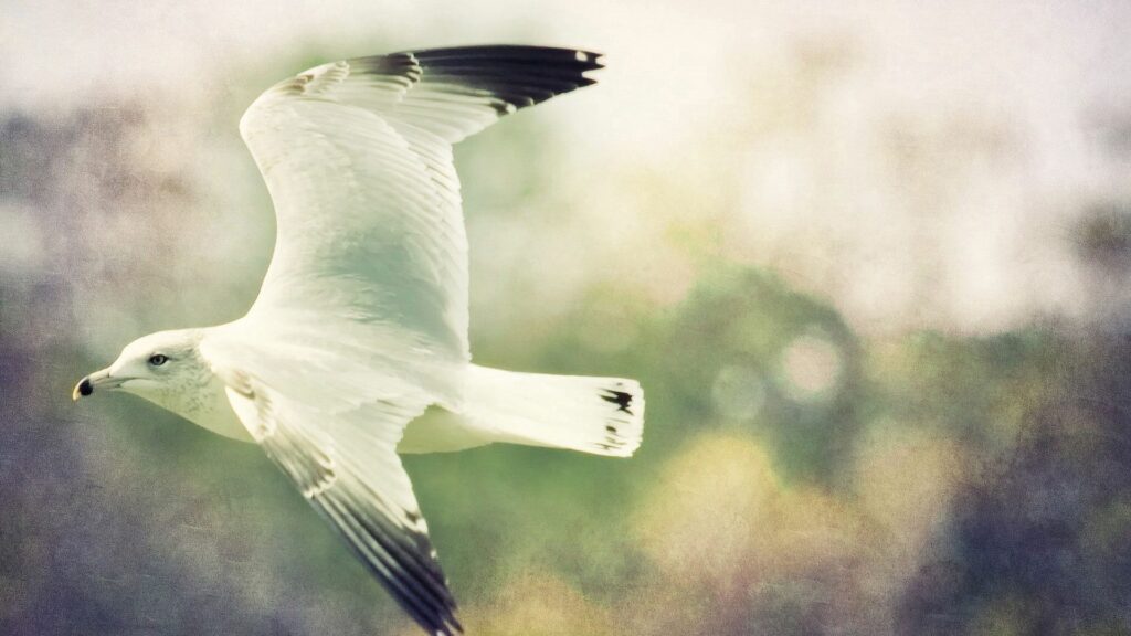 Gull in Mid-Flight Wallpaper: Elegance Against a Blurred Background