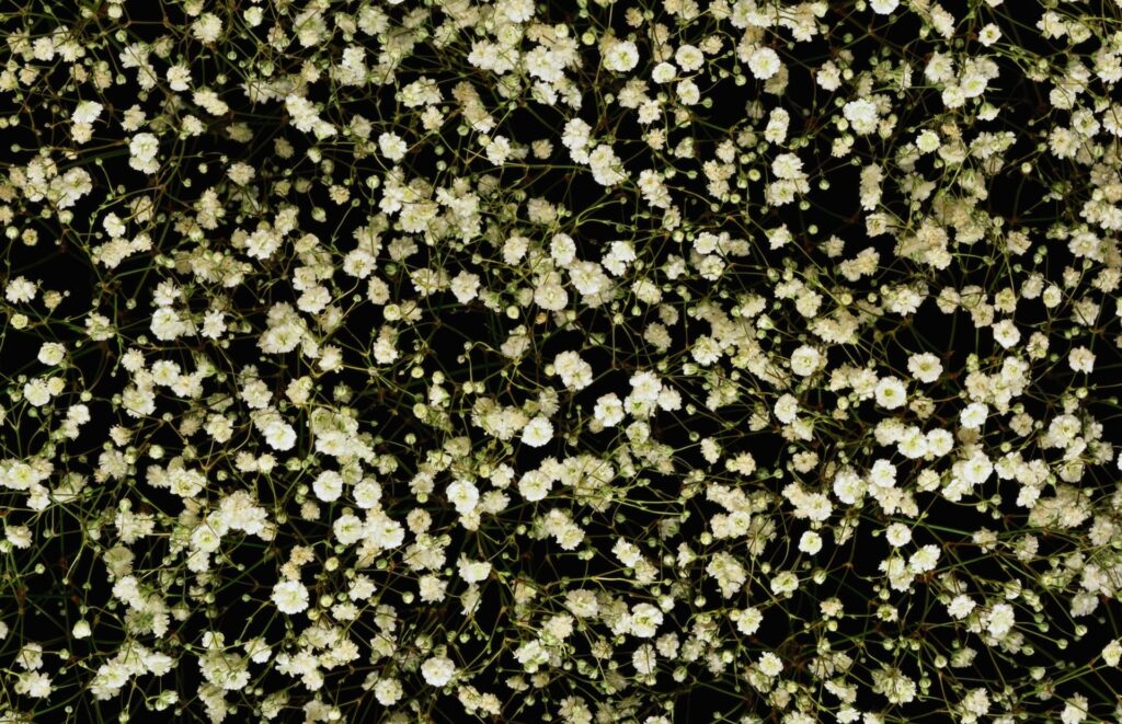 Delicate White Gypsophila Wallpaper on Dark Background - Airy Design