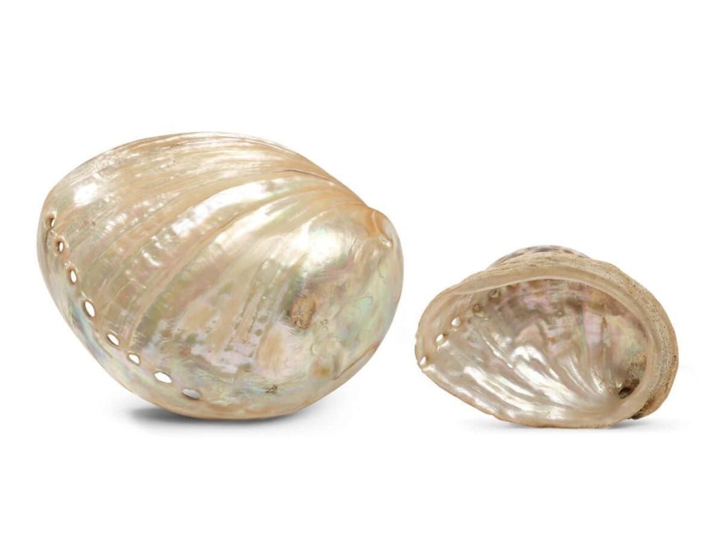 Two iridescent Haliotis abalone shells on white background minimalist ocean-inspired wallpaper