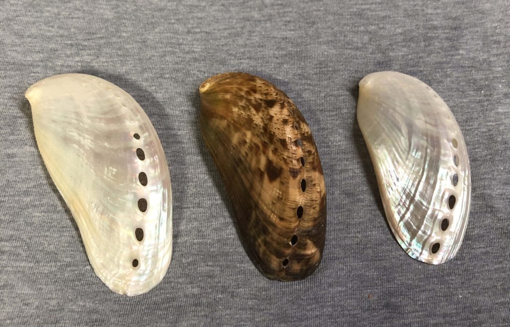 Three iridescent Haliotis abalone shells on grey fabric showing unique respiratory pores wallpaper