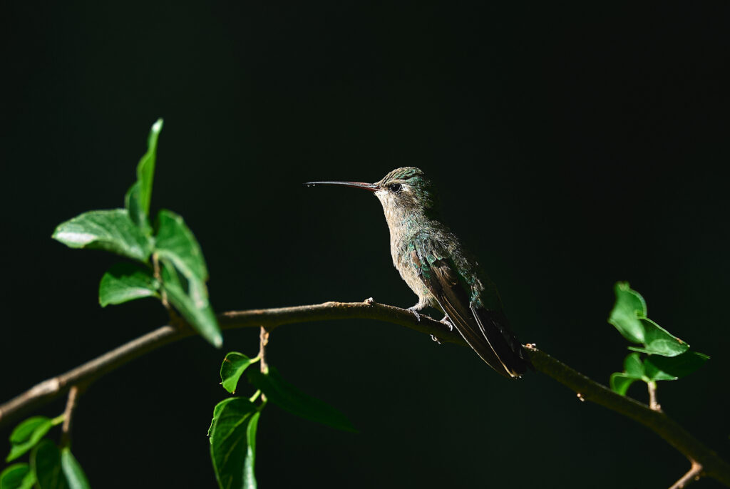 Elegant Hummingbird Wallpaper with Intricate Details on Dark Background