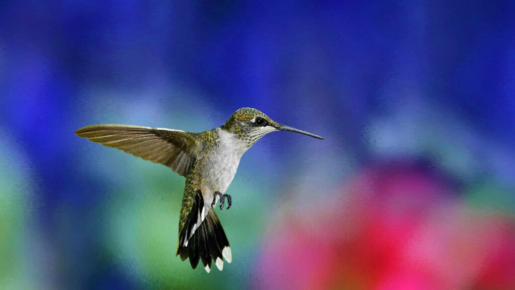 Elegant Hummingbird Wallpaper: Vibrant Blues, Greens & Pinks