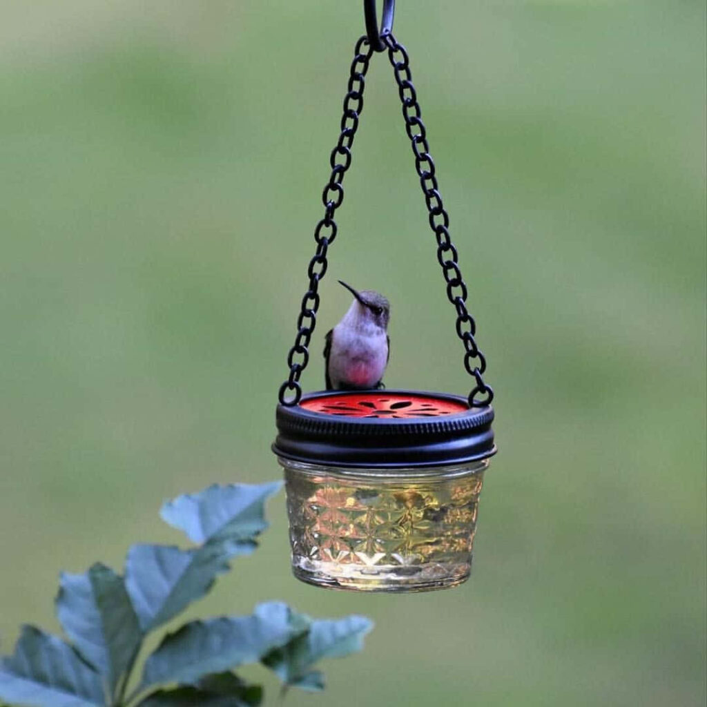 Elegant Hummingbird on Feeder in Serene Green Nature Background Wallpaper