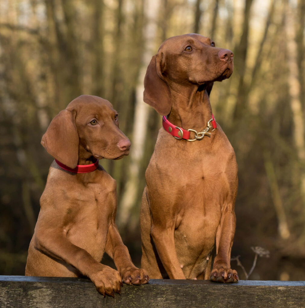 Elegant Hunting Dogs Wallpaper: Sleek Reddish-Brown Coats & Nature