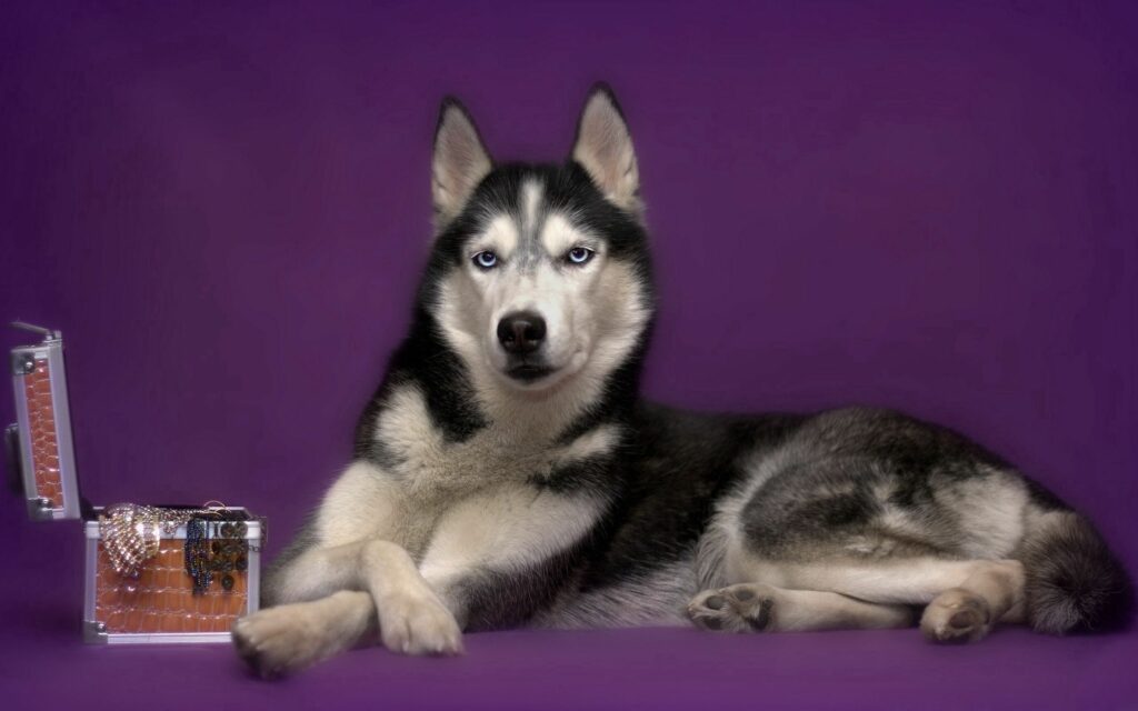Elegant Husky with Blue Eyes on Deep Purple Background Wallpaper