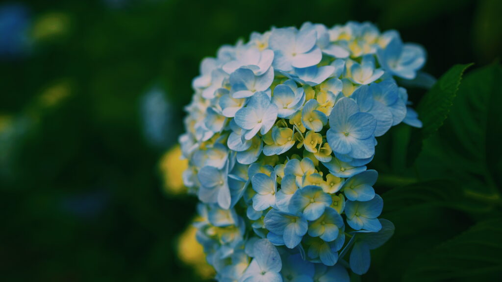 Delicate Hydrangea Wallpaper: Soft Light & Intricate Petal Textures