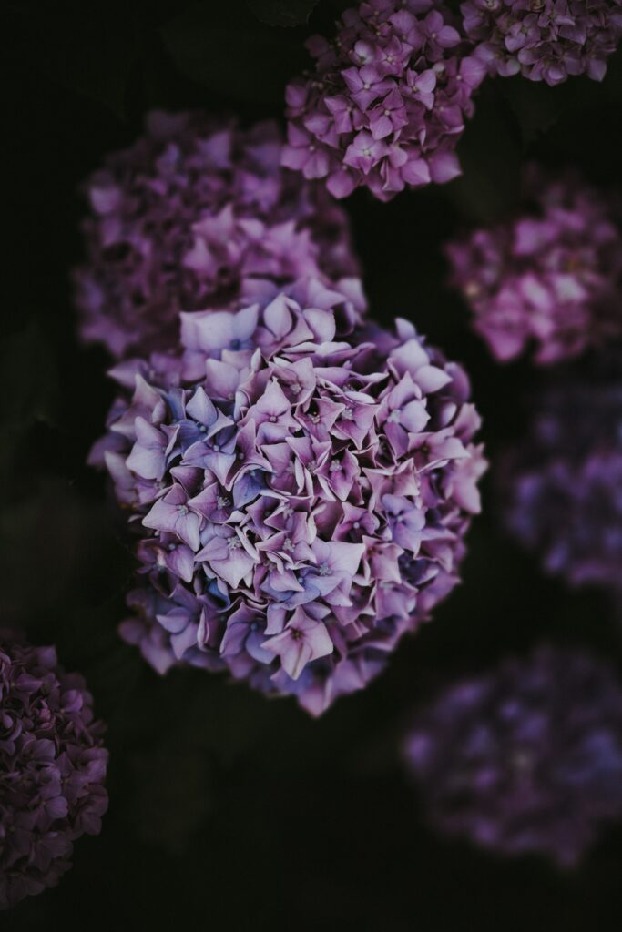 Serene Close-Up of Lilac and Pink Hydrangea Flowers on Dark Background Wallpaper