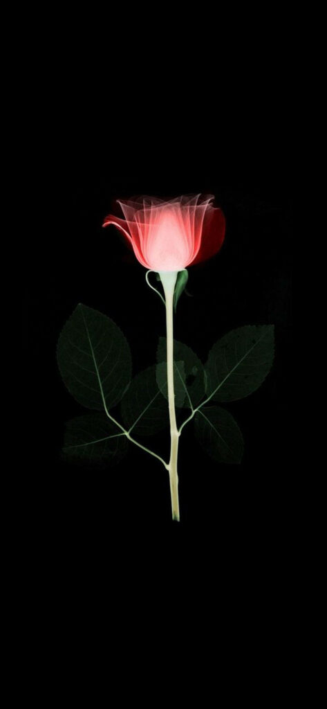 Stunning Infrared Rose Wallpaper on Dark Background - Luminous Design