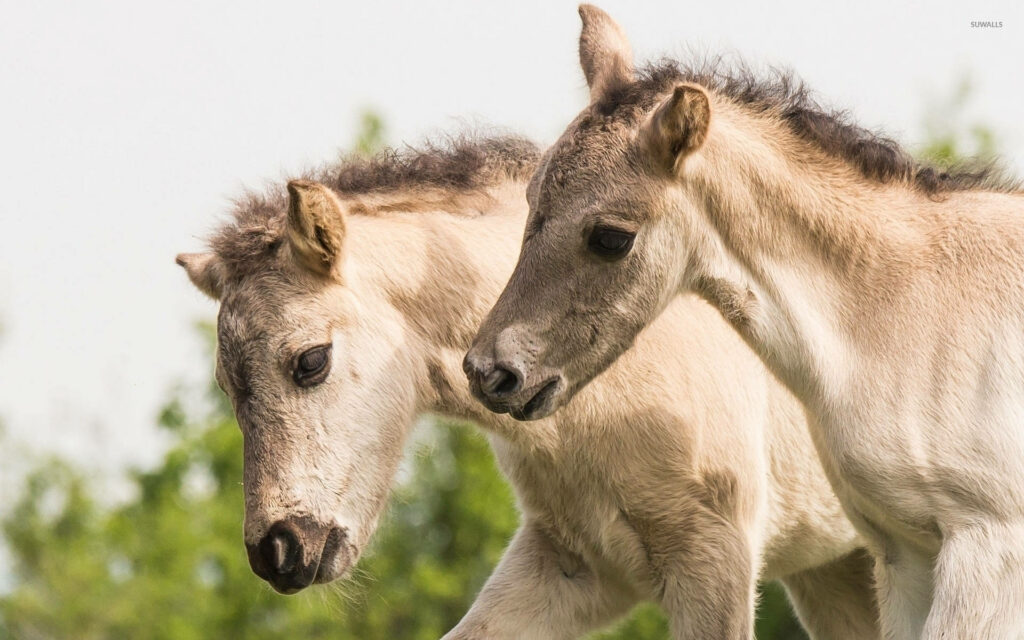 Charming Side Portrait of Two Young Konik Foals with Soft Background Wallpaper
