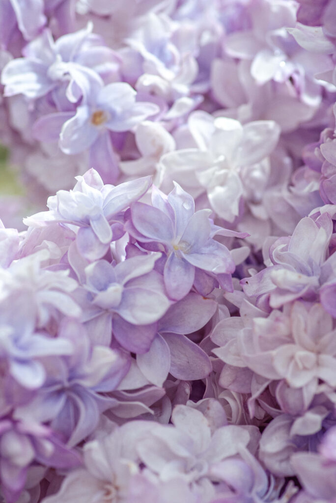 Elegant Lavender Flower Wallpaper for a Stylish Phone Background